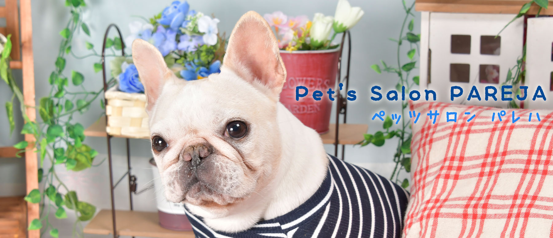 仔犬仔猫、ペット用品、ペットサロンのお店