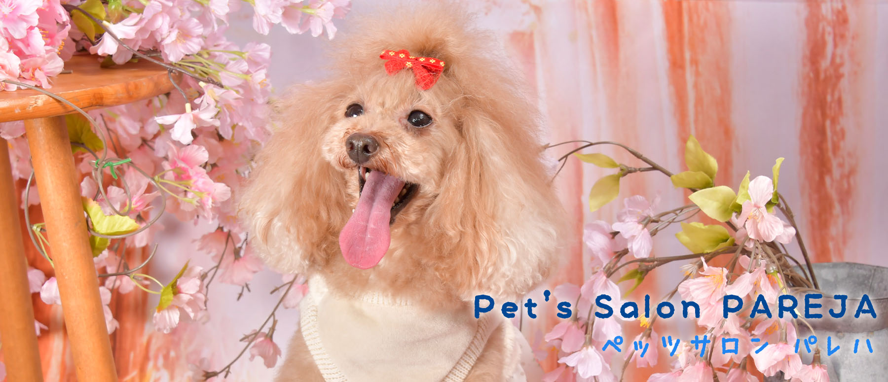 最新のワンちゃんネコちゃん情報からお気に入りの子を見つけてください！