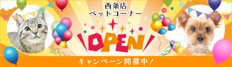 リニューアルオープンキャンペーン開催中！