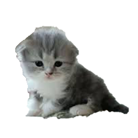 スコティッシュフォールド