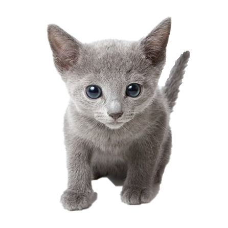 ロシアンブルー