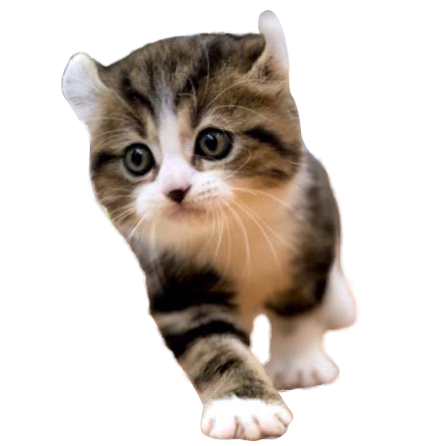 アメリカンカール