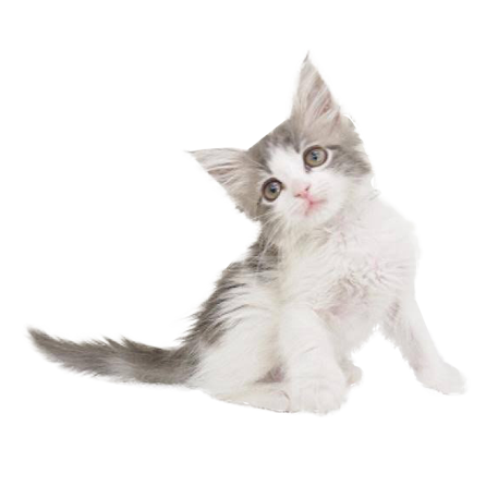 ノルウェージャン