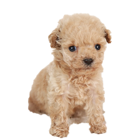 トイ・プードル