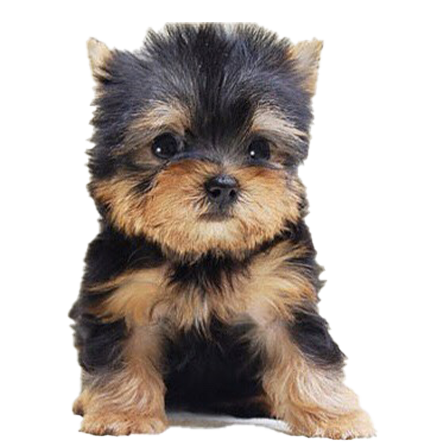 ヨークシャー・テリア