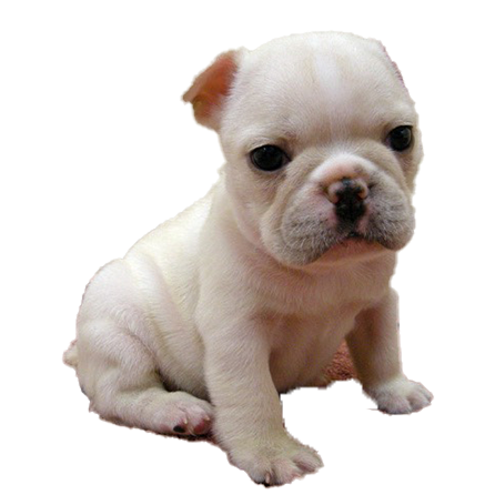 フレンチ・ブルドッグ