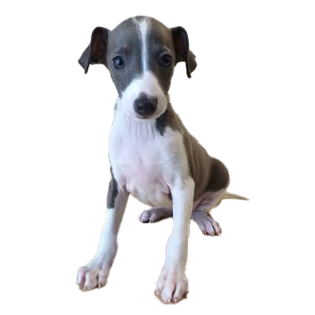 イタリアングレーハウンド