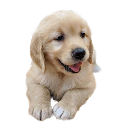 ゴールデンレトリーバー