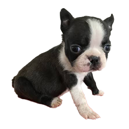 ボストンテリア