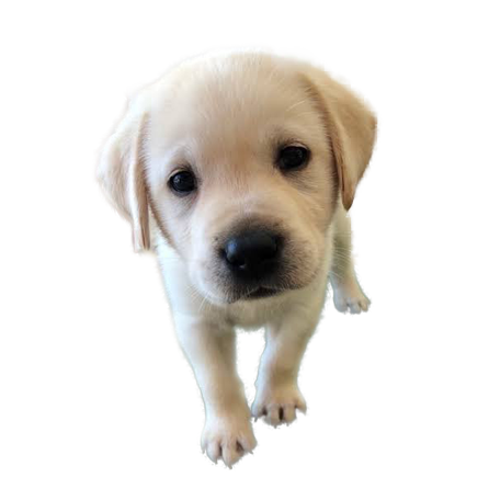 ラブラドールレトリバー