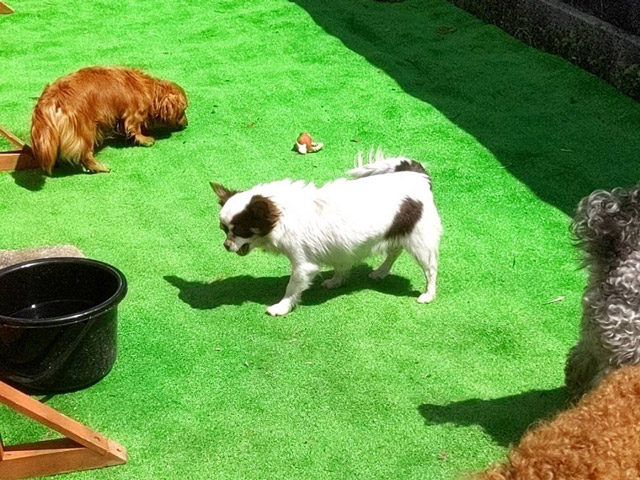 グラスペディア橋本